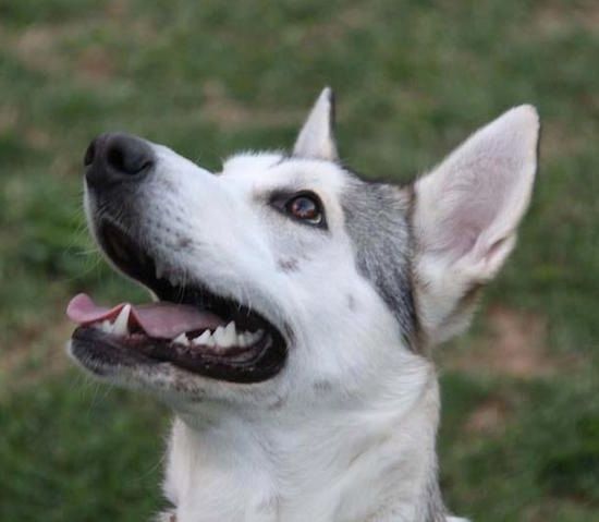 머리 샷을 닫습니다-흰색 북부 이누이트 개가있는 특유의 귀, 늑대 모양, 회색 및 검은 색 개가 풀밭에 앉아 있고 오른쪽을 찾고 있습니다.