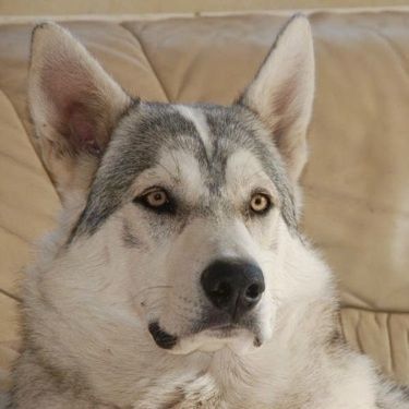 Gros plan sur la tête - Un chien inuit du Nord gris avec du noir et du feu est allongé sur un canapé en cuir beige.