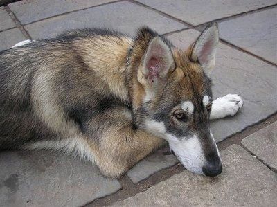 Vilko išvaizdos, perkeltos ausys, pilkos spalvos su juodu ir įdegiu šiaurės inuitų šuo guli ant akmenų paviršiaus.