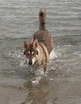 vista frontal - Um cão Inuit do Norte preto com marrom e branco está correndo na água com a cauda para cima.