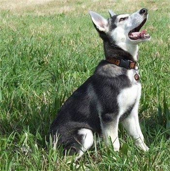 Zijaanzicht - Een zwart met witte en grijze Northern Inuit-puppy zit in het gras en zijn bek is open en het hoofd is omhoog. Het ziet eruit als een wolvenjong.