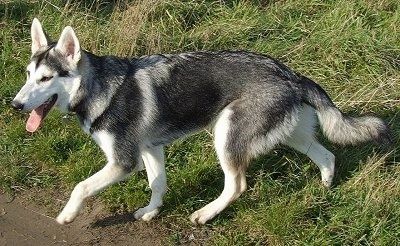 Sidovy - En svart med vit och grå Northern Inuit-hund travar över gräset med sin främre tass i luften och tungan som hänger ut.