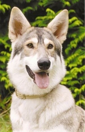 Close-up van hoofd en bovenlichaam geschoten - Een perk-eared, bruin met zwart-witte Noordelijke Inuit-hond zit in gras. Zijn mond is open en tong is uit. Het ziet eruit als een wolf.