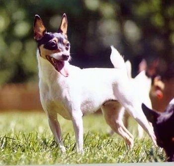 Pandangan sisi depan - Toy Fox Terrier berwarna putih dan hitam berdiri di seberang permukaan rumput, ia menghadap ke atas dan ke kiri. Tubuh anjing semuanya putih dan kepalanya berwarna hitam dengan warna coklat.