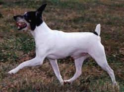Zblízka pohled zepředu - bílo-černý s pálením Toy Fox Terrier stojí na dvoře a dívá se doprava. Pes má perfektní uši.