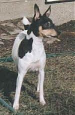 Boční pohled - malé trikolorní bílé, černé s pálením štěně s perk ušima drží dáma v modré košili. Pes se dívá do kamery.