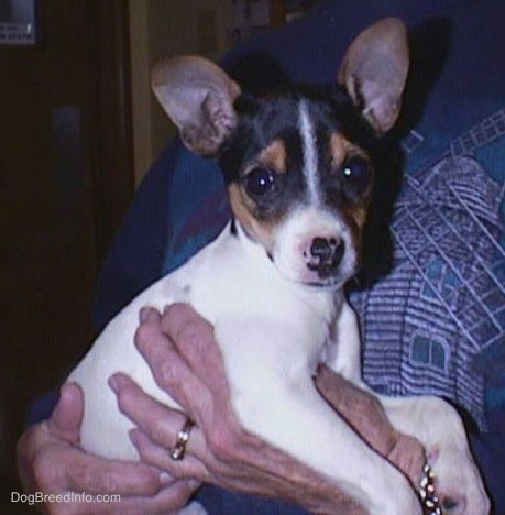 Vorderansicht - Ein kleiner dreifarbiger Welpe in Weiß, Schwarz und Braun mit frechen Ohren, der von einer Dame in einem blauen Hemd gehalten wird. Der Hund schaut in die Kamera. Die Ohren der Hunde sind breit.