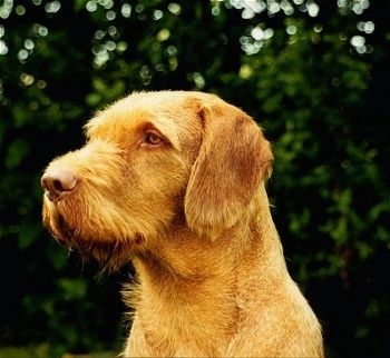 Primo piano colpo alla testa - Il lato sinistro di un Wirehaired Vizsla rosso che si trova fuori in un cortile e guarda a sinistra. Il cane ha un naso marrone, orecchie che pendono ai lati, occhi gialli e pelo più lungo sul mento e sul muso.