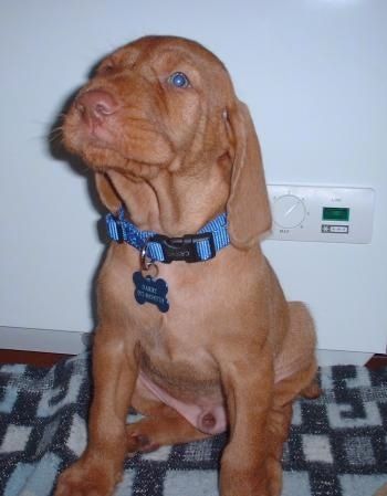 En rød Wirehaired Vizsla hvalp sidder på et tæppe og den kigger op og til venstre. Hunden har blå øjne, en blå krave, et blåt ID-mærke og lange bløde ører, der hænger ned til siderne.