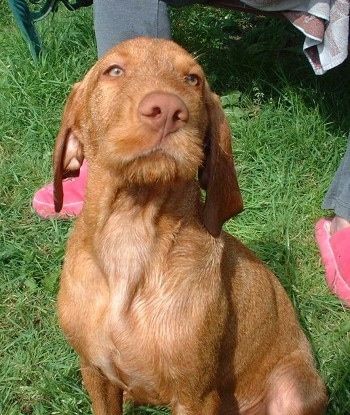 Красный жесткошерстный щенок Визслы сидит в поле. Он стоит в траве и смотрит вверх. За ним стоит человек в розовых туфлях. У собаки желтые глаза.