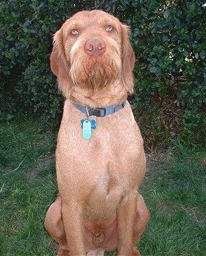 Červený Wirehaired Vizsla sedí v trávě před keřem a dívá se nahoru. Pes má žluté oči, velký hnědý nos, dlouhé klesající uši a delší srst pod bradou tvořící vousy. Má na sobě modrý límec.
