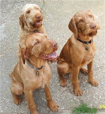 วิซสลาไวร์แฮร์สีแดงสามตัวนั่งอยู่บนพื้นคอนกรีตและมองขึ้นไปทางขวา สุนัขสองตัวมีขนสั้นกว่าสีเข้มกว่าและสุนัขที่นั่งอยู่ข้างหลังมีขนยาวกว่า