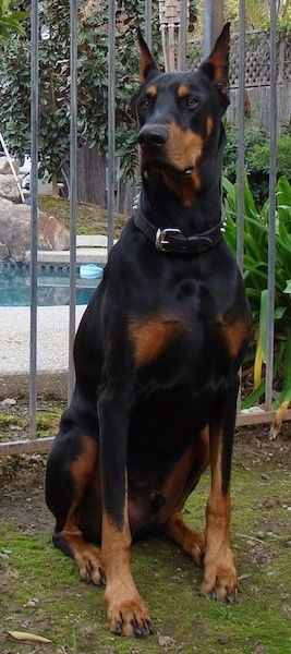 Must ja tan Dobermani pinšeri koer, kelle kõrvad on püsti kuni vasakule poole vaadates basseini aia ees sammaldunud pinnasel istudes. Koeral on mustast nahast kaelarihm, millel on piigid.