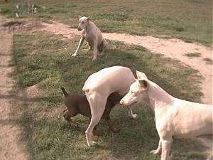 Kolm valget Dobermani pinšerit mängivad hoovis ja ühe selle jala all jookseb väiksem koer