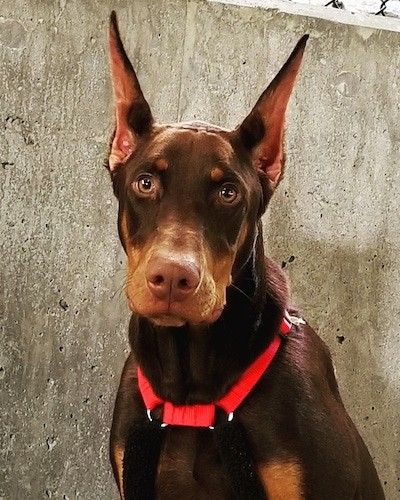 Eesmine ülakeha pilt pruunist ja kollakaspruunist koerast, kellel on suured torgatud teravad kõrvad ja punane kaelarihm