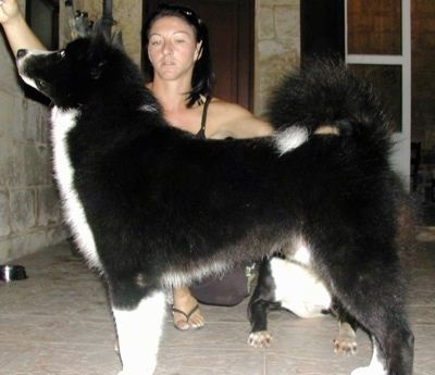 सफेद करेलियन भालू कुत्ते के साथ एक काला एक टाइल वाली मंजिल पर खड़ा है और इसके पीछे एक महिला है जो कुत्ते को पोज़ दे रही है