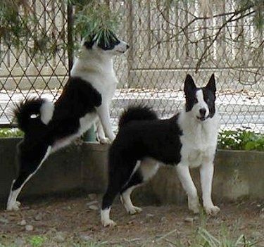 Grandinės grandinės tvoroje stovi du balti ir juodi Karelijos lokių šunys. Vienas šokinėja aukštyn prie betoninės sienos, žiūrėdamas į išorę, o kitas nukreiptas į kamerą.