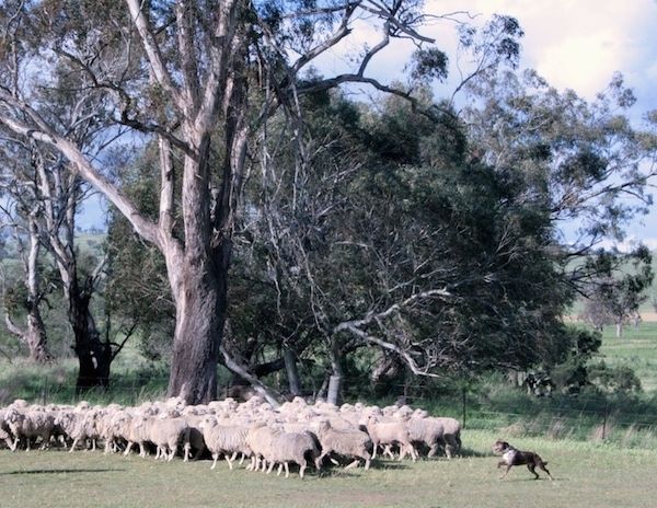 Velika čreda ovac je na polju, ki ga poleg velikega drevesa pasti delujoči avstralski Koolie.