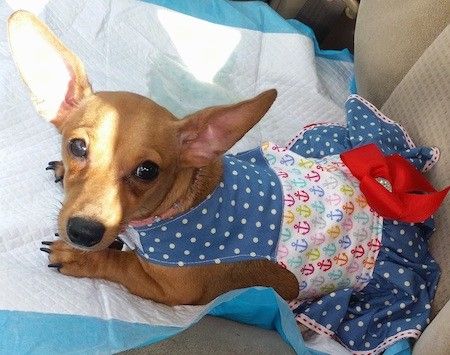 Короткошерстная светло-коричневая собака с огромными ушами, которые торчат вверх и в стороны, в матросском платье, лежащая на подушечке для писания на коричневом тканевом сиденье автомобиля.