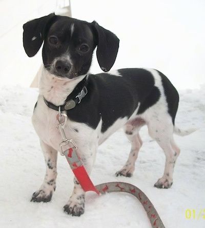 Dexter juoda ir balta Chiweenie stovi lauke sniege su pavadėliu. Jis turi ilgas ausis.