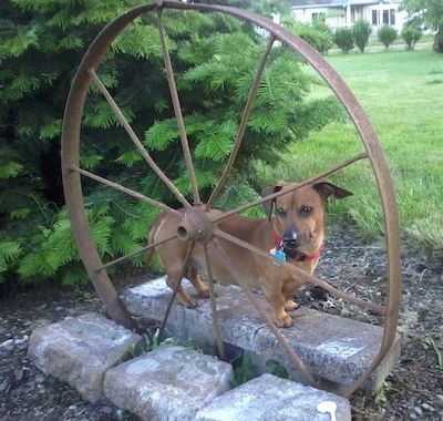 Chevy the Chweenie стоит в саду за ржавым стальным колесом. Он коричневый, с черными кончиками и большими висячими ушами.