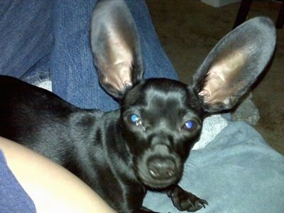 Lähedalt - Luigi Von Hunkledink Sabo, must Chiweenie, lamab inimese süles. Tal on väga suured kõrvad, mis sirguvad otse.