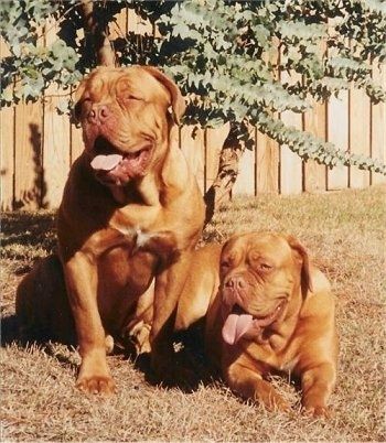 Kaks suurt dogi de Bordeaux koera, kes istuvad ja lebavad kõhna puu ja puitaia ees
