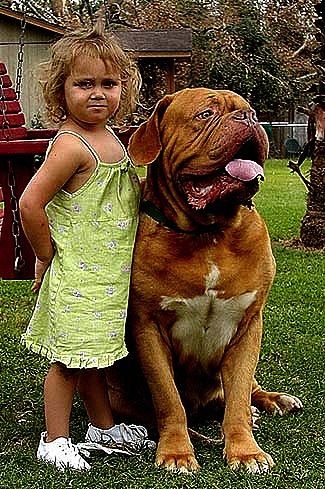 Väike tüdruk seisab istuva Razz the Dogue de Bordeaux kõrval. Nende taga on punane kiik ja maja. Koer näeb lapsest suurem välja.