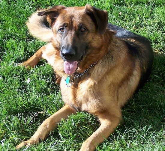 En tjock belagd solbränd och svart hund som lägger i gräs. Hunden har en svart tunga, bruna ögon och viks över öronen som går ut till sidorna. Den stora rasen hunden har en choke kedja krage och dess rosa tunga visar.