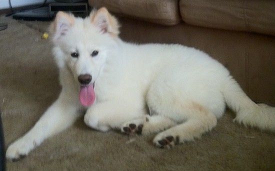 Pörröinen, suloinen pehmeän näköinen valkoinen koira, jolla on pienet, kolmiomaiset, terävät, korvat korvat, tummat mantelinmuotoiset silmät ja mustan nenä, joka makaa ruskealla matolla vaaleanpunaisella kielellään ripustettuna.