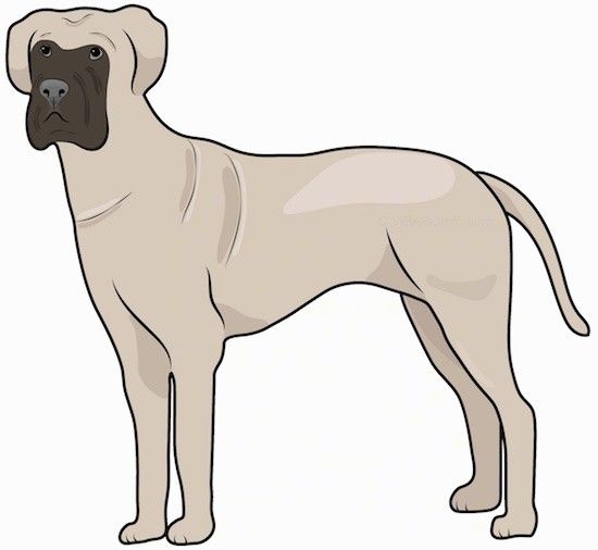 Gambar sisi anjing tinggi dan berotot dengan kulit tambahan, moncong persegi, telinga yang menggantung ke sisi hidung gelap, mata gelap dan ekor panjang berdiri.