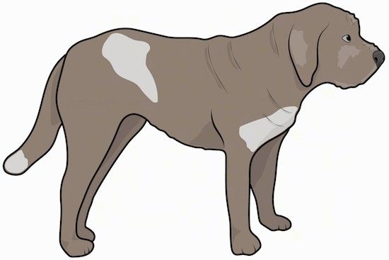 Lukisan pandangan sisi seekor anjing coklat besar, tebal dan berotot dengan kulit tambahan, ekor panjang dan telinga yang tergantung ke sisi, moncong tebal lebar, hidung gelap dan mata gelap.