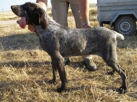 Vänsterprofil - En brun och vit Perdiguero de Burgos-hund står i ett fält och munnen är öppen och tungan hänger ut åt sidan. Det är en person som rör vid sin sida för att placera hunden i en show stack.