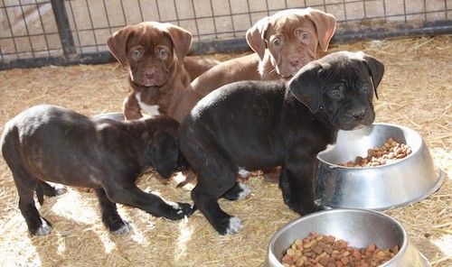 Sampah empat anak anjing, dua gelendong hitam dan dua coklat di hadapan mangkuk mereka berdiri dan duduk di jerami