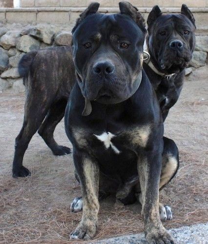 Dois cães grandes e grossos do tipo mastim com cabeças muito grandes e orelhas pequenas cortadas do lado de fora em frente a uma parede de pedra