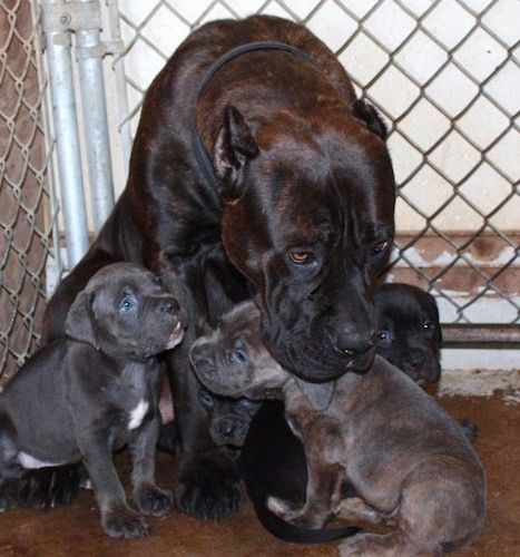 Velik pas, črn, rjav mastiff pes z glavo, nagnjeno nad leglo mladičkov