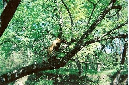 Seven Bone Keeton the Black Mouth Cur klatrer på et træ