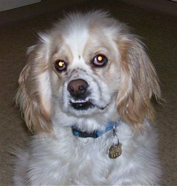 Un blanc avec bronzage Lhasalier porte un col bleu assis sur un tapis et levant les yeux. Il a une sous-morsure et ses dents inférieures apparaissent au-dessus de sa lèvre supérieure.