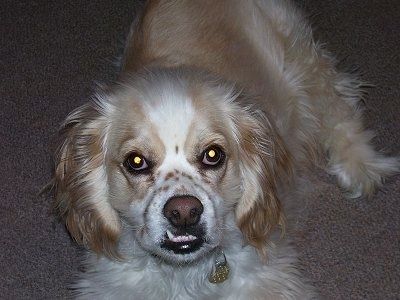 Загар с белой собакой Lhasalier лежит на ковре и смотрит вверх. У него недостаточный прикус, и один из его нижних клыков находится на внешней стороне верхней губы.