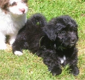 ลูกสุนัข Papipoo ขนปุยสองตัวอยู่ในพื้นหญ้ามองไปทางขวา - ลูกสุนัขสีดำกับสีขาวกำลังนอนอยู่หน้าสุนัขสีขาวที่มีสีแดง