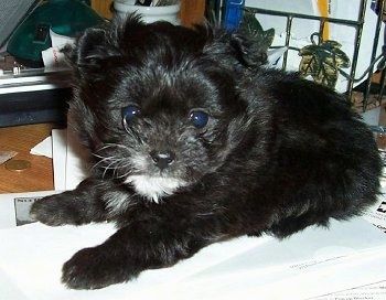 Közelről oldalnézet - fekete, fehér Pomapoo kiskutya fekszik a takarón, és várja. Csupa fekete, fehér folt van az állán.