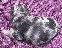 Il dorso minuscolo di un cucciolo di Pomapoo blu merle sdraiato su una coperta.