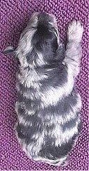 Un cucciolo di Pomapoo appena nato blue merle posa su una coperta viola.