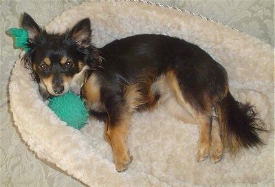 En sort med solbrun Pomapoo ligger på en hundeseng og den ser opp. Det er en grønn geléleke under hodet.