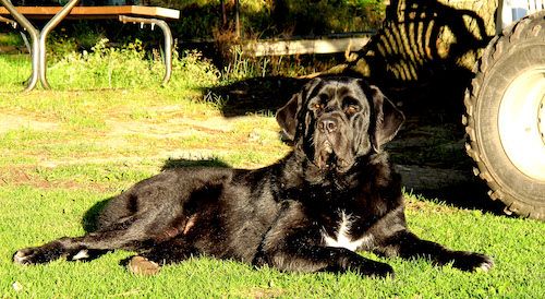 Gos negre de raça x de gran recobriment brillant, amb una taca blanca al pit, un cap gran i un cos gruixut que s’estira a l’herba al costat d’un tractor