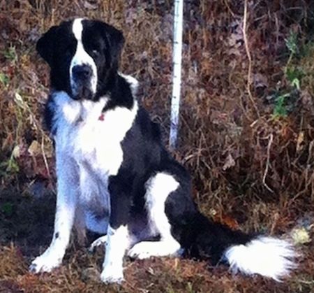 Vista lateral frontal: un gos de Saint Bernewfie de raça gran, blanc i negre, està assegut a l’herba marró i està mirant cap endavant.