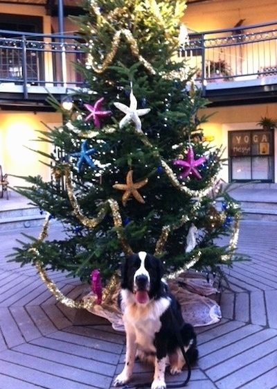 Črno-beli Saint Bernewfie sedi pred božičnim drevescem, okrašenim z barvitimi zvezdnimi ribami v nakupovalnem središču. Pes se veseli in zadihan je.