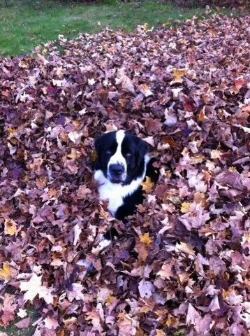 Seekor anjing Saint Bernewfie hitam dan putih ditutup dengan kepalanya yang keluar dari tengah-tengah daun jatuh coklat yang disusun ke dalam timbunan yang memandang ke atas dan ke depan.
