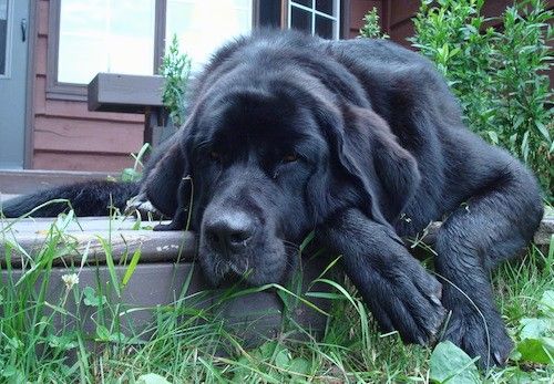 Ogromny, bardzo duży, gruby, ekstra skóra czarny pies z bardzo dużymi łapami, długimi wiszącymi uszami i masywnym ciałem leżącym na tarasie na zewnątrz przed domem