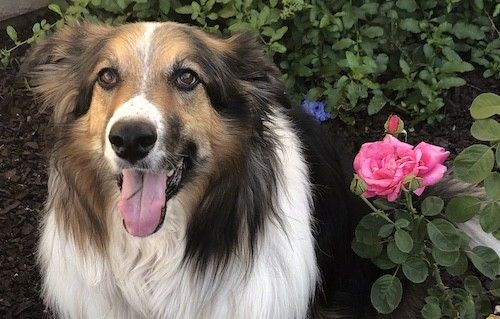 Trispalvis ilgaplaukis šuo su labai storu kailiu ir rudomis akimis atsisėdęs sode šalia rožinių rožių iš arti